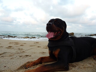 Adult Rottweiler dog relaxing at the Beach