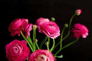 Happy Valentine's Day. A bouquet of beautiful pink ranunculi on a black background.