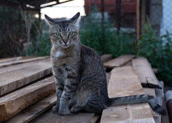 gray cat sitting on the boards
