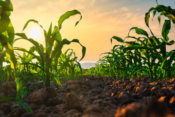 maize corn seedling in the agricultural plantation in the evening, Young green cereal plant growing in the cornfield, animal feed agricultural industry