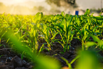 maize corn seedling in the agricultural plantation in the evening, Young green cereal plant growing in the cornfield, animal feed agricultural industry