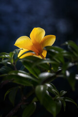 Obraz premium Golden trumpet vine or Allamanda cathartica in nature.