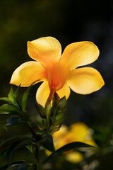 Golden trumpet vine or Allamanda cathartica in nature.