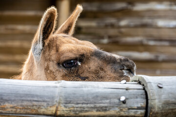 close-up portrait of a brown llama 