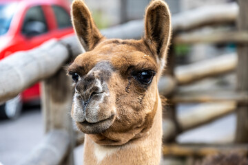 close-up portrait of a brown llama 