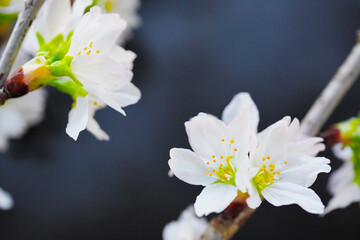 黒背景に啓翁桜の花の枝のアップ