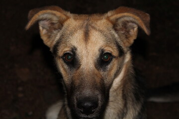 Nobleza en la mirada