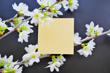 黒バックにケイオウザクラの満開の花の枝でデコレーションした黄色のタイトルフレームのモックアップ