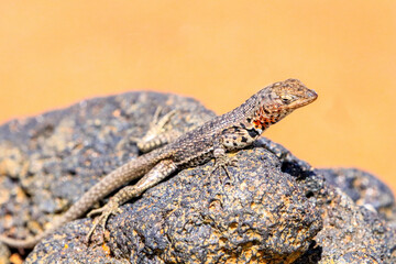 The endemic Santiago Lava Lizard found on Bartolomé Island - Galapagos Islands