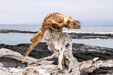 The skeleton of a Marine Iguana left as a signpost on Fernandina Island in the Galapagos