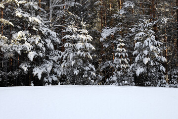 Christmas tree big and little in the snow in the middle of the forest