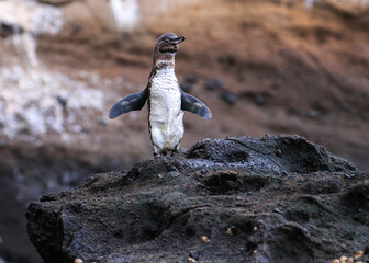 A Galápagos Penguin making its way down to the sea at Elizabeth Bay, isabela Island, Galapagos.