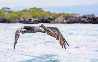 A Brown Pelican flying off Isabela Island in the Galapagos.