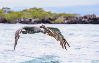 Foto op Canvas A Brown Pelican flying off Isabela Island in the Galapagos. © Bill