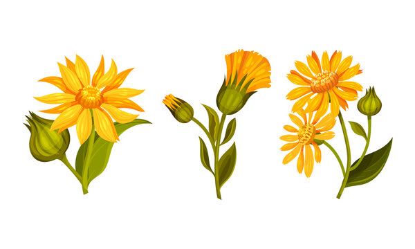 Jerusalem artichoke flowers set. Blooming plant of sunroot, sunchoke or topinambour cartoon vector illustration