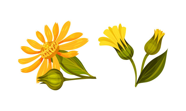 Yellow blooming Jerusalem artichoke flowers. Sunroot, sunchoke or topinambour plant cartoon vector illustration