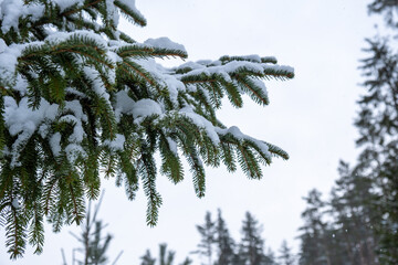 Snowed fri-tree branches in winter day