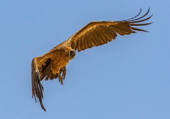 White-backed Vulture in the Kgalagadi