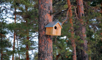 Wooden bird house on the trunk of a pine tree against the background of a pine forest in winter