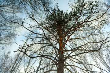 Old tree, driftwood on the background of a gloomy sky. Crowns of spruce in winter forest. Pine trunks close-up