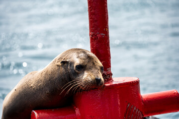 Obraz premium sea lion resting on a red buoy with a lantern in the bay between the islands 