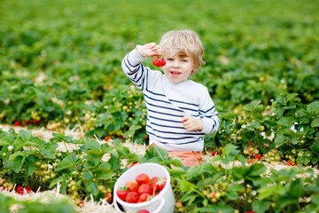 Happy preschool little boy picking and eating strawberries on organic bio berry farm in summer. Child on warm sunny day holding ripe healthy strawberry. Harvest fields in Germany.