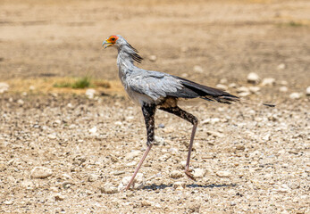 Secretary Bird in the Kgalagadi