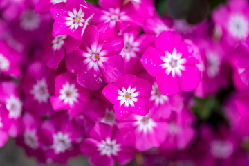 Obraz premium Phlox