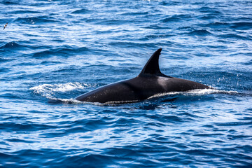 Naklejka premium the back of a diving killer whale against the background of blue water 