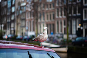 Fototapeta premium Closeup of seagull in Amsterdam. City scenic from Amsterdam in the Netherlands.