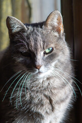 Gray striped cat indoor,Lovely fluffy cat .European kittens.Pet lovers. Isolated Italian cat 