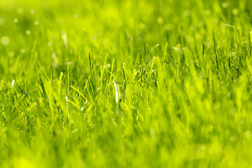 green grass grows in spring background image