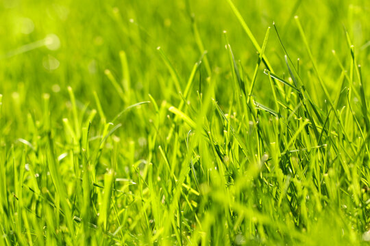 green grass grows in spring background image