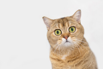 A beautiful Scottish Straight cat with big eyes looks into the lens. Close-up. Soft focus.