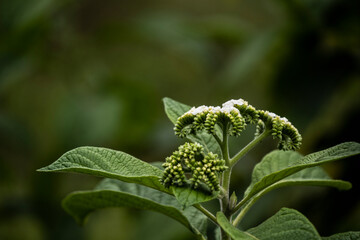 unusual tropical flowers and plants close up 