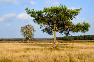 Isolated trees on Westerheide heathland in Hilversum, Netherlands