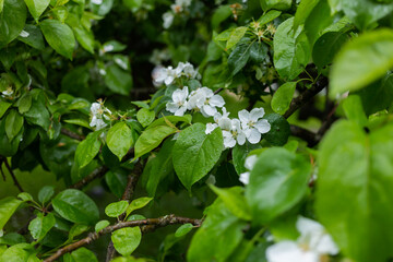 Fototapeta na wymiar Blooming apple tree after the rain. Drops on green leaves and white flowers.