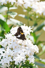Skipper Butterfly on White Flowers