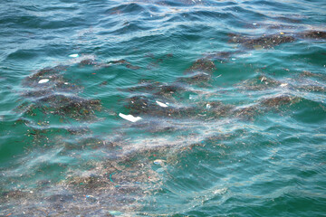 Rubbish and debris floating on the Cantabrian sea (Atlantic Ocean) of Riazor beach in A Coruña, Spain.