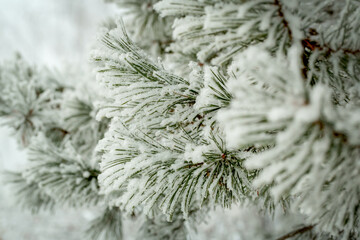 Frozen coniferous branches in winter.
Snow falling on branch of pine tree. 