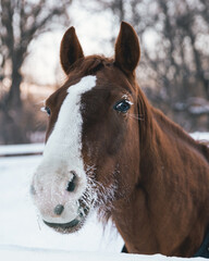 Horse Riding Minnesota 