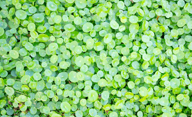 round green leaf plant cluster pattern texture