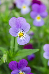 purple violet with buds blooms on a sunny meadow. flower closeup	Gardening, plantations and farms.