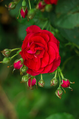 red tea rose weaves. Green petals and leaves. Flowering and gardening.