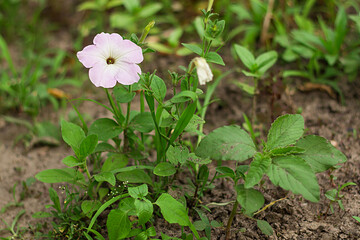 Blooming pink and white petunias. Bright green foliage. Gardening, plantations and farms. natural background.