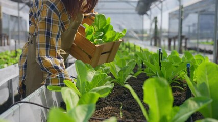 Medium shot of the agriculture farmer picking fresh organic vegetable in to the wooden bucket, High quality fresh organics vegetable in greenhouse. High productive healthy farming agricultural.