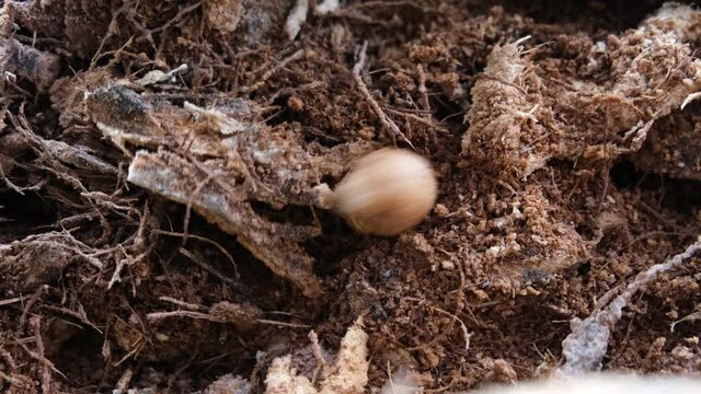 Known as Butod locally, Sago Grub or Sago Worm is a delicacy, as well as the most exotic food of Sabah.