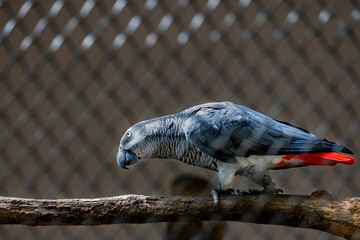 parrot behind the cage