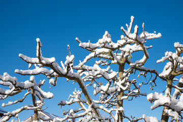 crown of an apple tree with snow covered branches, blue sky