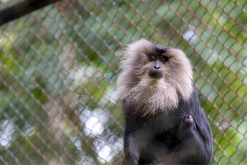 Fototapeta premium long macaque portrait
